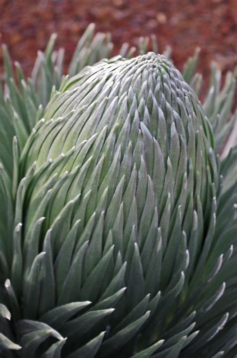 Silversword Plant In Flower, Haleakala National Park, Maui, Hawaii ...