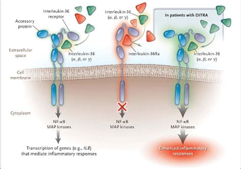 Disinhibition of the Signaling Pathway Activated by Interleukin-1... | Download Scientific Diagram