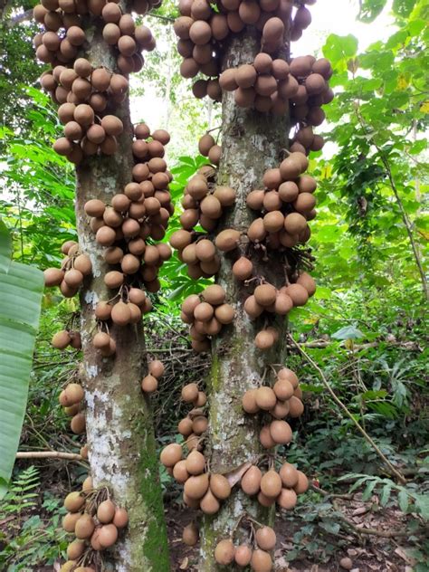 Buah Kepel, dari Deodoran Alami hingga Alat Kontrasepsi Halaman 2 ...