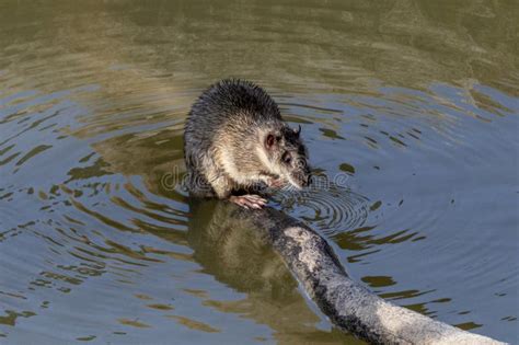 Australian Water Rat stock photo. Image of nature, river - 294445474