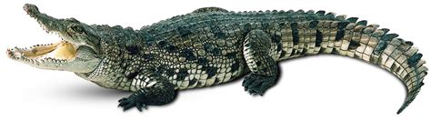 Free Crocodile Transparent, Download Free Crocodile Transparent png images, Free ClipArts on ...