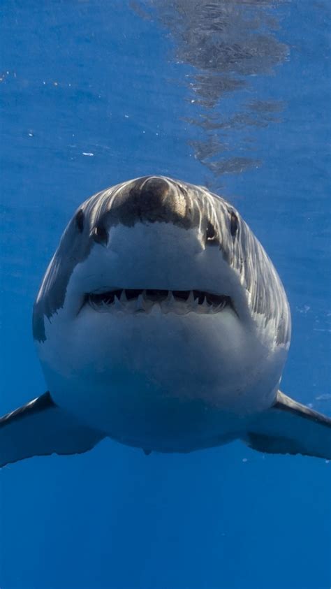 Great White Shark Front View - 750x1334 Wallpaper - teahub.io