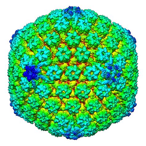 Researchers reveal structure of common herpes virus | Scientist Live