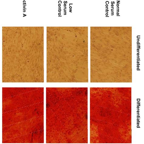 Markers of endoderm, ectoderm and mesoderm differentiation in Activin A... | Download Scientific ...