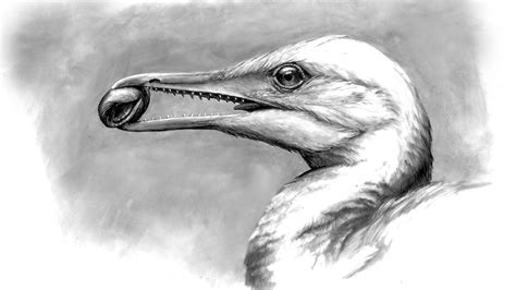 Fossils reveal how ancient birds got their beaks | Science | AAAS