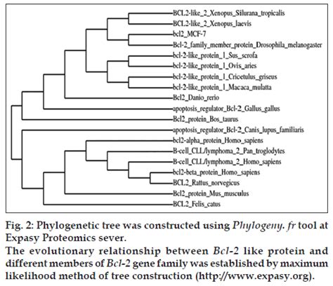 Molecular and computational studies on apoptotic pathway regulator, Bcl ...