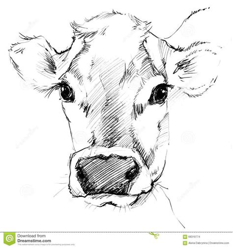 Image Result For Step By Step Cow Drawing Face | Cow drawing, Cow sketch, Animal paintings