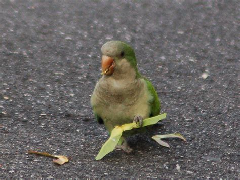 HD Animals: parrot eating fruit