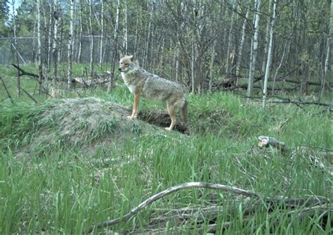 Coyote walks up and bites woman gardening in Prince George, B.C. | CBC News