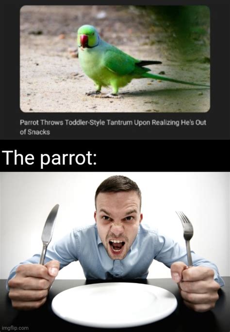 Parrot - Imgflip