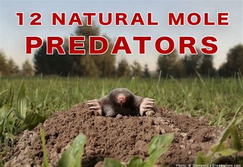 12 Natural Predators of Moles: What Naturally Eats a Mole? - Pest Pointers