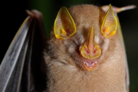 Leaf-nose Bat of Equador | Weird animals, Leaf nosed bat, Curious creatures