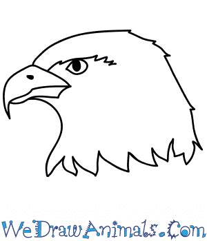 Hawk Drawing