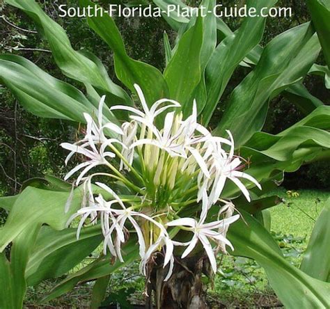 Crinum Lily