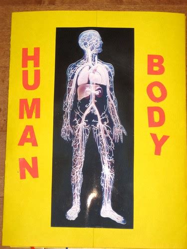 Human Body Lapbook Cover | Human Body Lapbook by JDBoy age 6… | Flickr