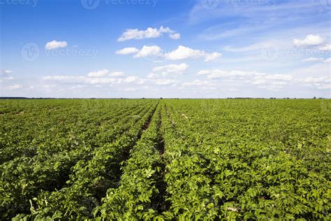 a potato field 9448960 Stock Photo at Vecteezy