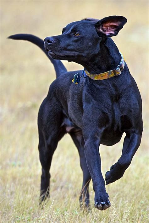 Catahoula Black Leopard/dog | Catahoula leopard dog, Catahoula leopard dog facts, Leopard dog