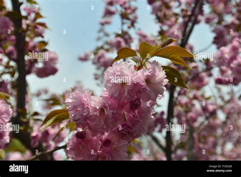 Japanese cherry blossoms Kyushu cherry blossoms Stock Photo - Alamy