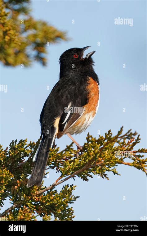 Male Eastern Towhee or Rufous-sided Towhee (Pipilo erythrophthalamus ...