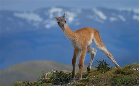 Gauchos, Patagonia, Chile | Wildlife of Torres del Paine National park, Patagonia, Chile. | Mike ...