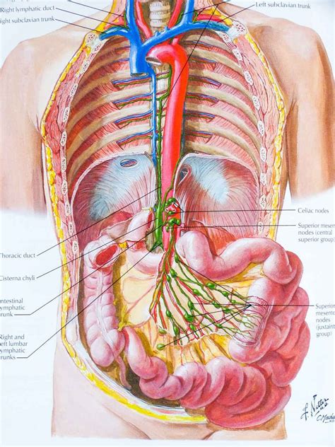 The best atlas of human anatomy there is | Human body anatomy, Human ...