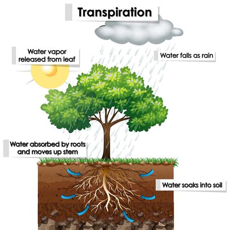 Why is Transpiration Important for Plants - CBSE Class Notes Online - Classnotes123