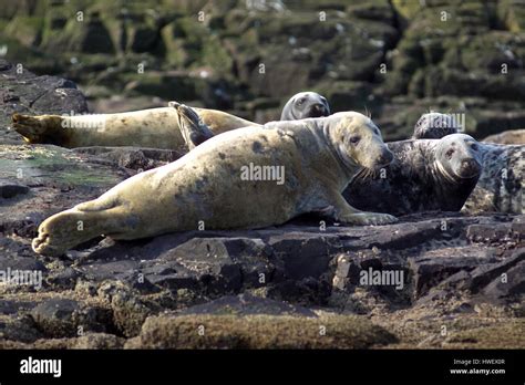 Grey Seals on the Farne Islands, Northumberland Stock Photo - Alamy