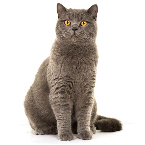 British Shorthair Cat Breed Information | Purina