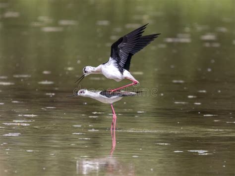 Black winged stilt stock image. Image of coupling, himantopus - 218237407