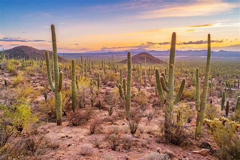 Desert Precipitation, Plant, and Animal Life