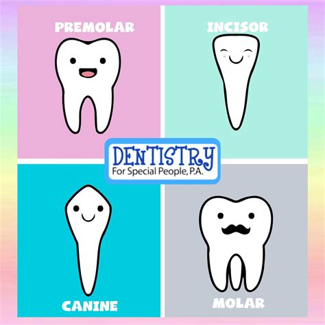 💙👦👧👶Did You Know? Their are 4 types of teeth: Incisors, Canines ...