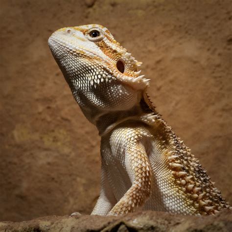 Bearded Dragon Underweight – The Bearded Dragon Blog