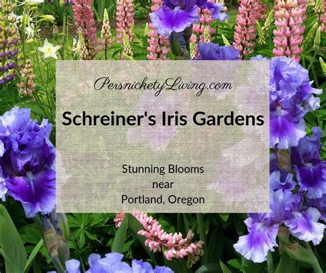 Schreiner's Iris Gardens: Portland, Oregon · Persnickety Living