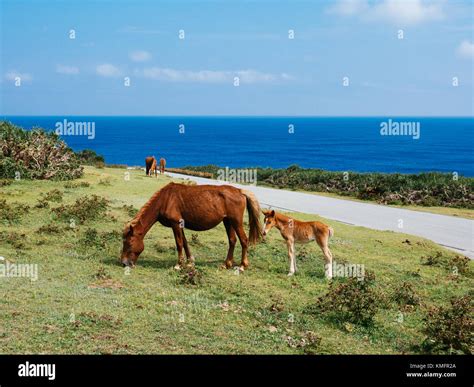 Yonaguni Horse Stock Photo - Alamy