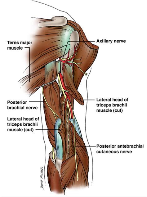 Cureus | Injury of the Radial Nerve in the Arm: A Review