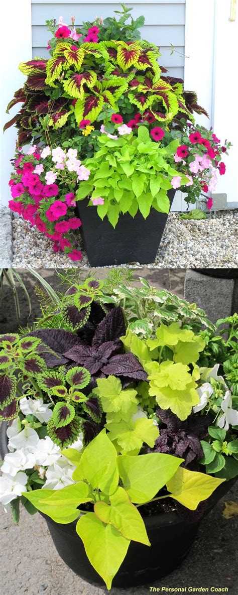 Coleus Lover's Guide ( Grow Tips, Easy Propagation, & Beautiful ...