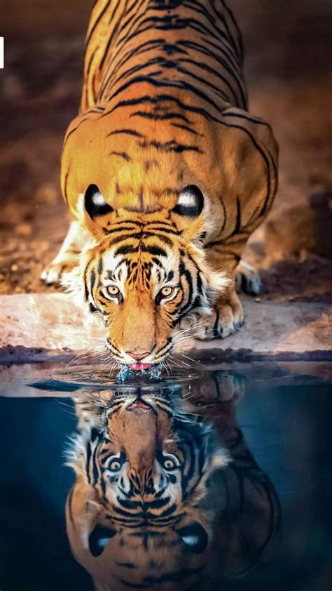 80 Cool Wallpaper Tiger Picture - MyWeb