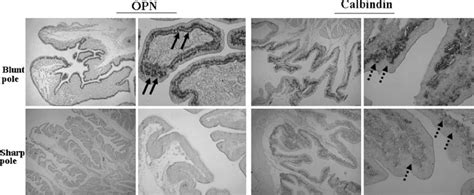 Osteopontin (OPN) and calbindin gene expression in the eggshell gland ...