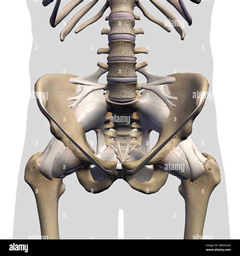 Male groin hi-res stock photography and images - Alamy