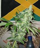 Sweet Tunisian (Jamaica Seeds) :: Cannabis Strain Gallery