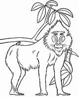 Baboon coloring page African Animal sketch template