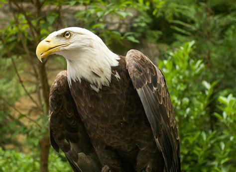 MEET OUR BIRDS | American Eagle Foundation