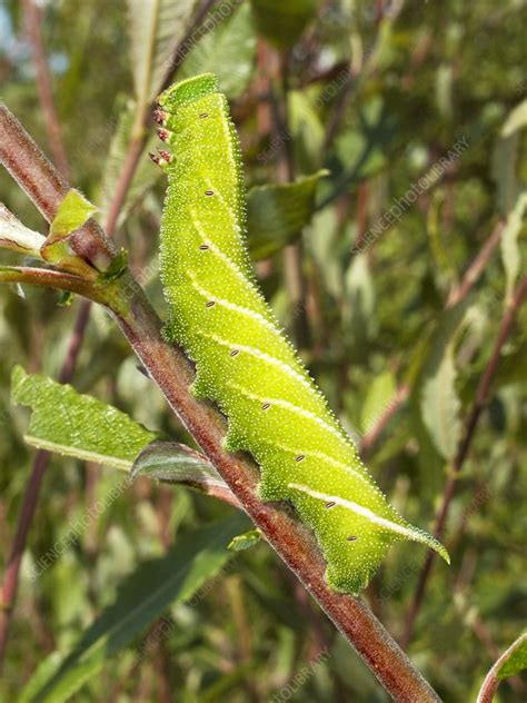 Eyed hawk-moth caterpillar - Stock Image - C005/3510 - Science Photo Library