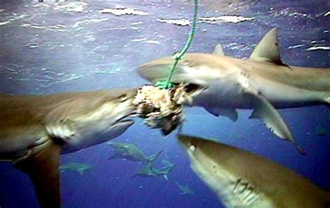 Galápagos Shark – "OCEAN TREASURES" Memorial Library