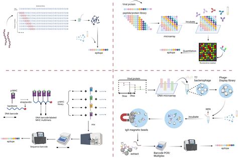 Frontiers | Massively-multiplexed epitope mapping techniques for viral antigen discovery