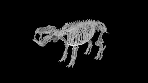 Hippo skeleton 3d model Rigged and low poly - Team 3d Yard