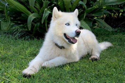 Pure White Siberian Husky Dog with | High-Quality Animal Stock Photos ~ Creative Market