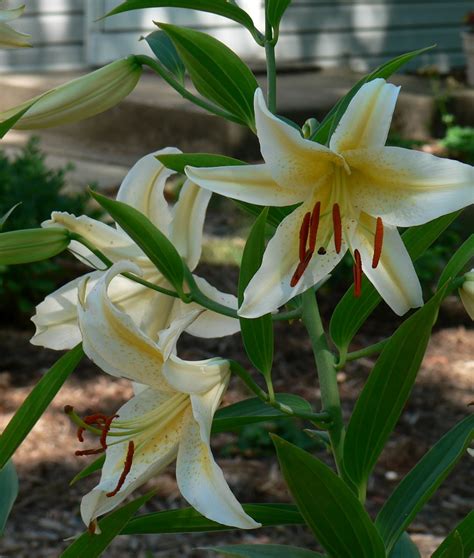 Visit My Garden: Lilies