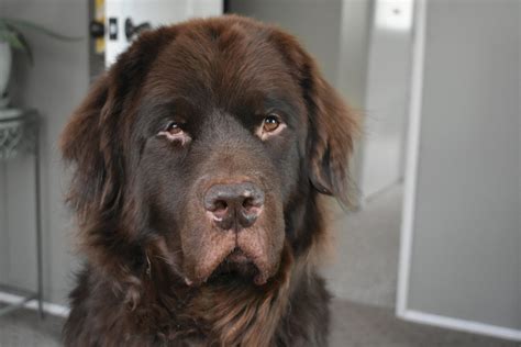 Brown newfoundland | Newfoundland puppies, Newfoundland dog, Newfoundland