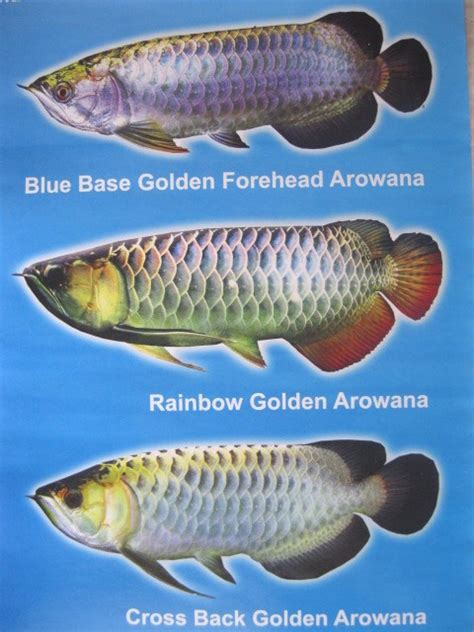 flowerhorn, pond, aquarium,tips,water,plant: Types of Arowana - Blue Base Golden Forehead ...